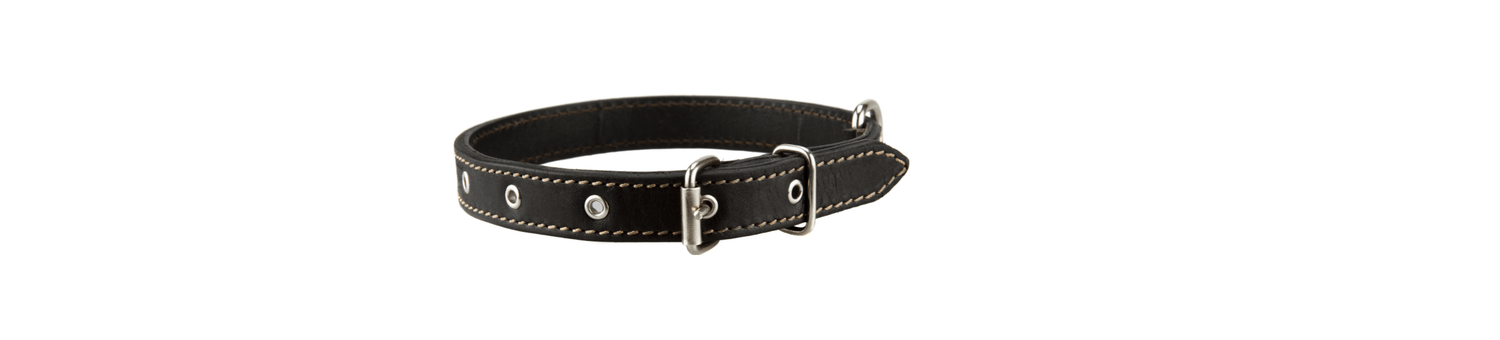 dog collar - linilee