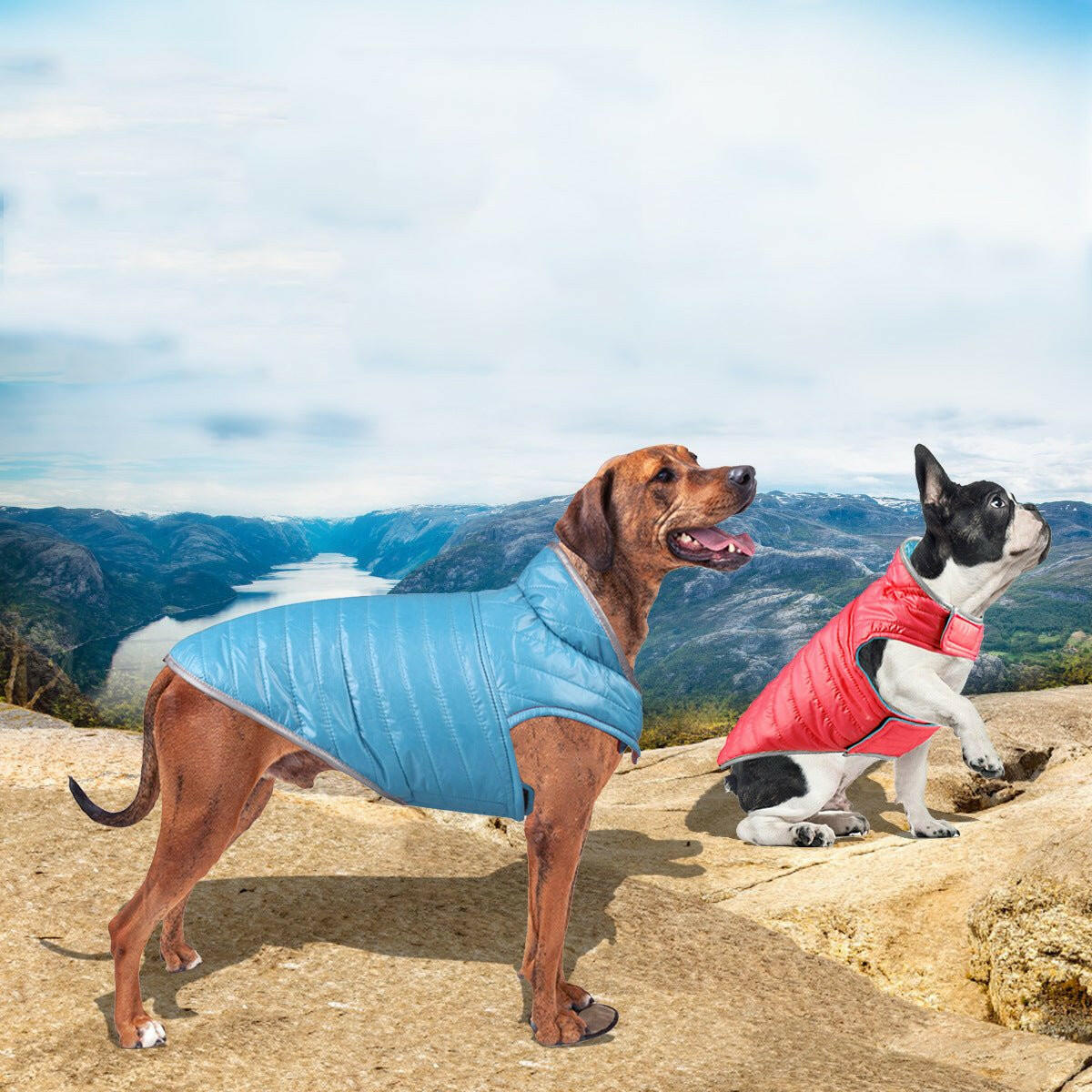 Dog Double-Sided Cotton Vest Dog Clothes - linilee