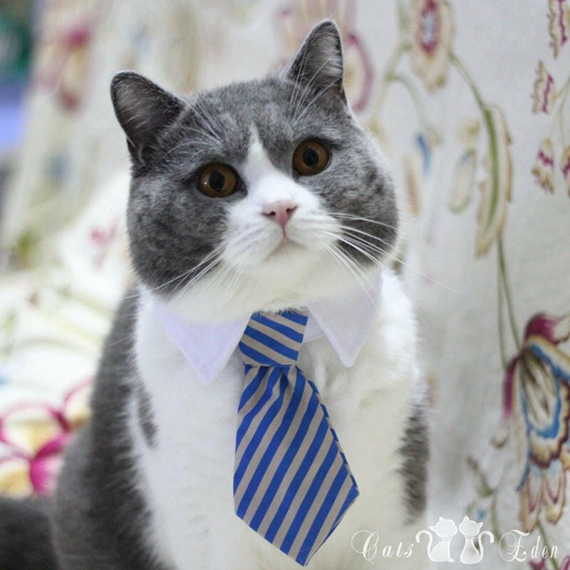 Cute Pet Ties Cat Clothes - linilee