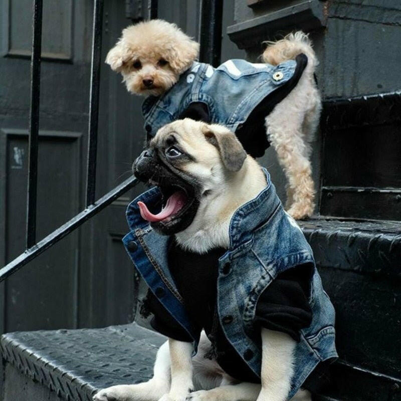 Pet Trend Clothes Dog Clothes. - linilee