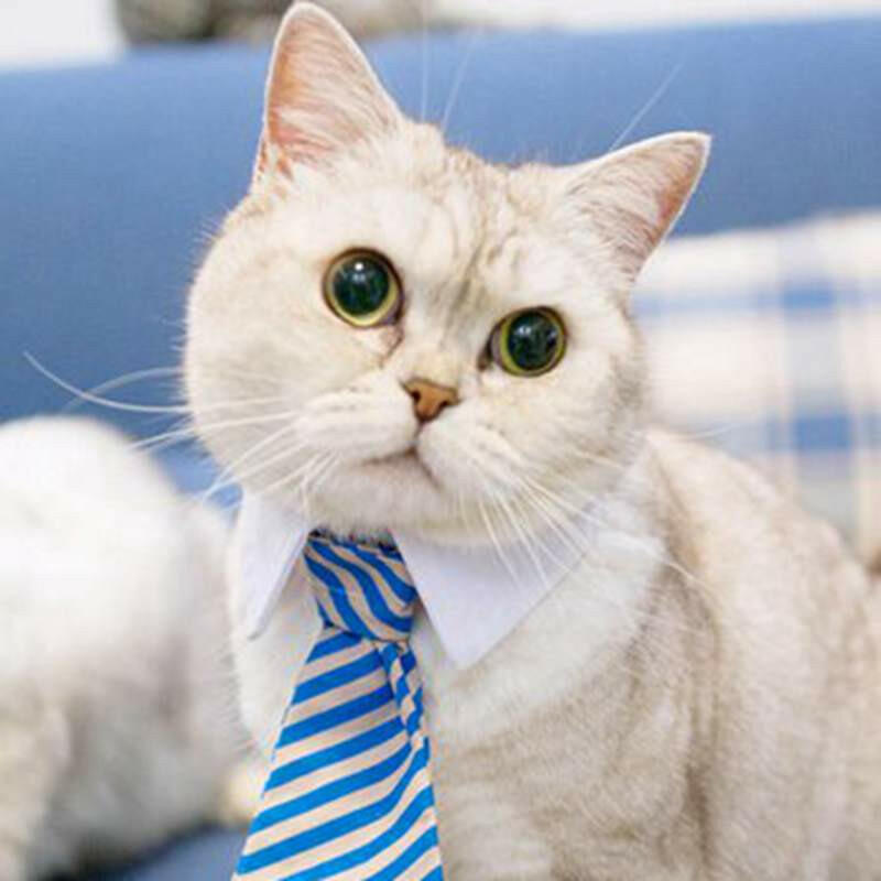 Cute Pet Ties Cat Clothes - linilee