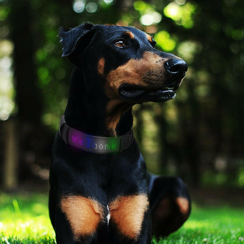 Dog Collar Led Glow Collar Multi-Color - linilee